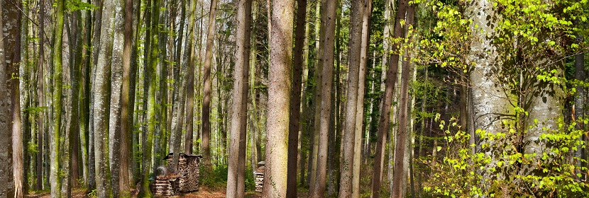 林業(yè)碳匯開(kāi)發(fā)